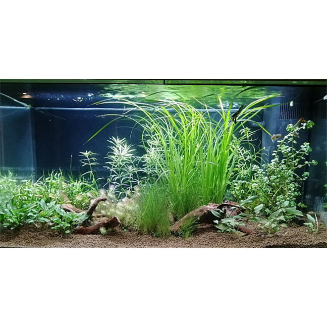 hervorming peper Bederven Azië pakket 100x40/50 - Aquaplantsonline voor al uw aquariumplanten en  producten