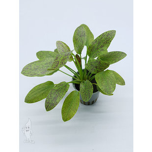 Echinodorus green flame