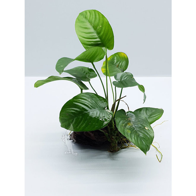 Anubias op hout small