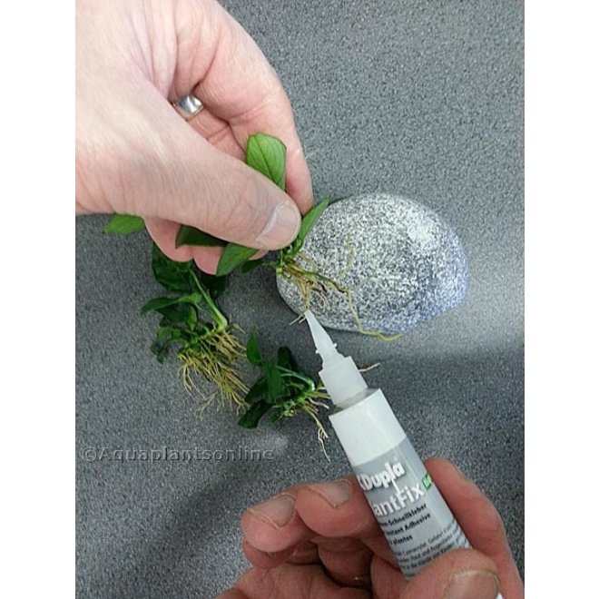 Dupla PlantFix plantenlijm