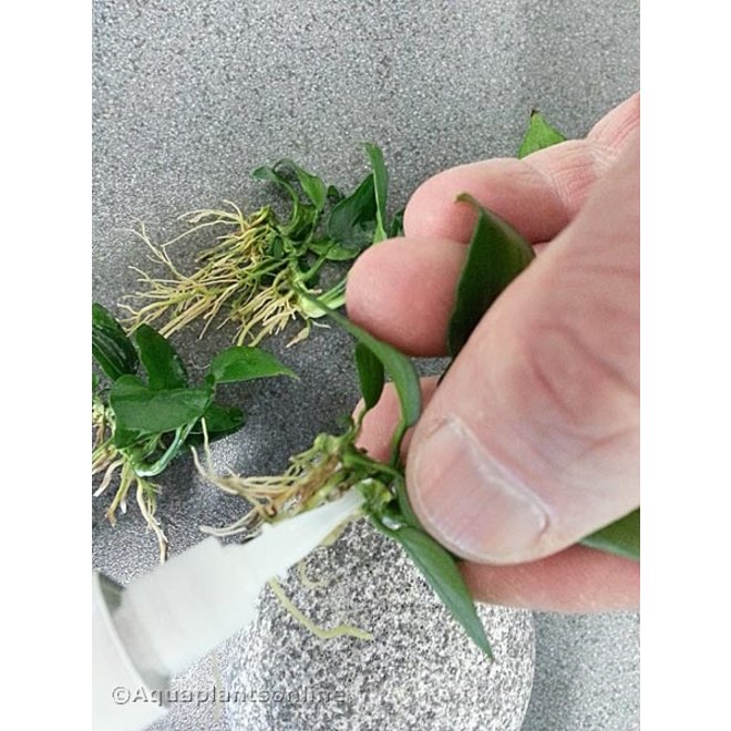 Dupla PlantFix plantenlijm