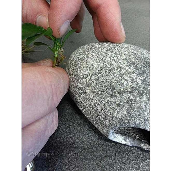 Dupla PlantFix plantenlijm