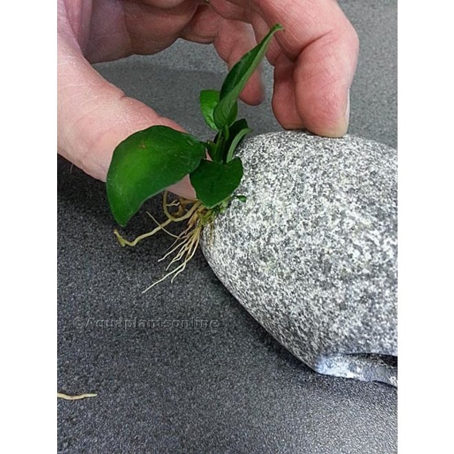 Dupla PlantFix plantenlijm