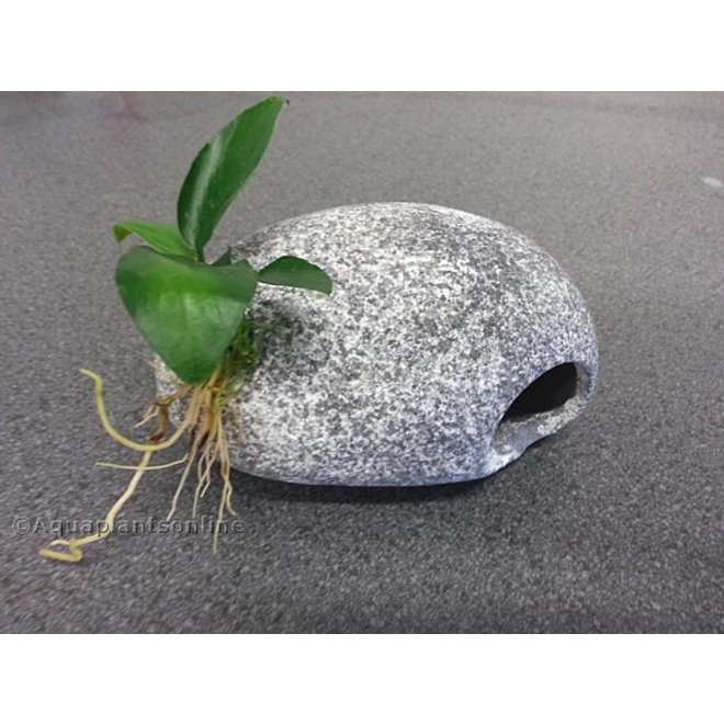 Dupla PlantFix plantenlijm