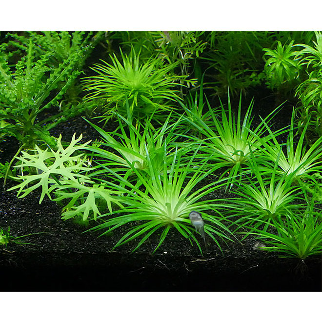 Eriocaulon cinereum, INVITRO bakje (PlantExpress)