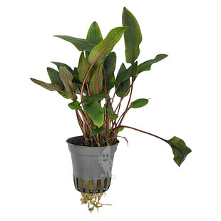Cryptocoryne indonesii