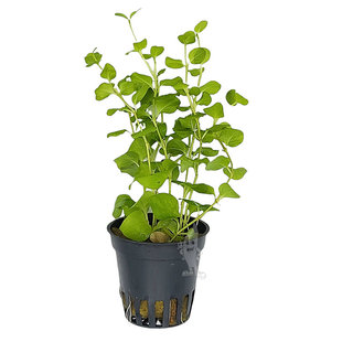 Lysimachia nummularia "aurea"