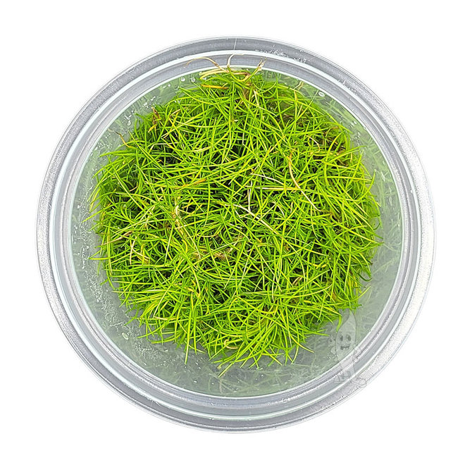 Eleocharis parvula (dwergnaaldgras), INVITRO bakje (PlantExpress)