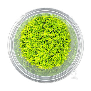 Utricularia graminifolia, INVITRO bakje (PlantExpress)