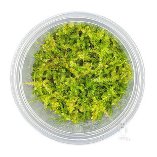 Vesicularia montagnei (Christmas mos), INVITRO bakje (PlantExpress)