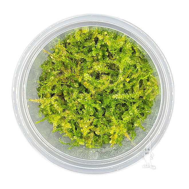 Vesicularia montagnei (Christmas mos), INVITRO bakje (PlantExpress)