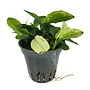 Anubias nana Pinto