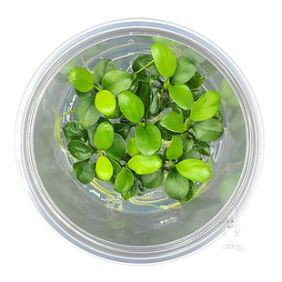 Anubias nana bonsai, INVITRO bakje (PlantExpress)