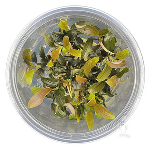 Bucephalandra Red, INVITRO bakje (PlantExpress)