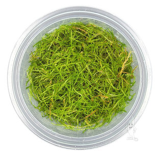 Taxiphyllum barbieri (Java mos), INVITRO bakje (PlantExpress)