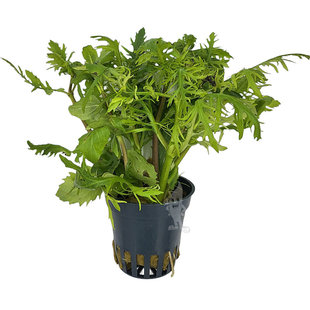 Hygrophila difformis