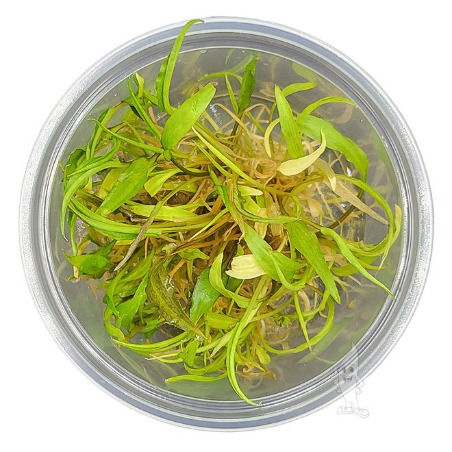 Cryptocoryne wendtii Green, INVITRO bakje (PlantExpress)