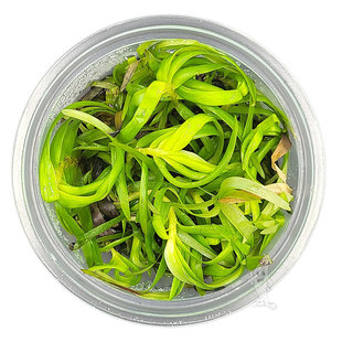 Eichhornia Azurea, INVITRO bakje (PlantExpress)