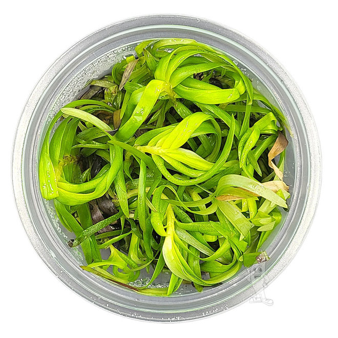 Eichhornia Azurea, INVITRO bakje (PlantExpress)