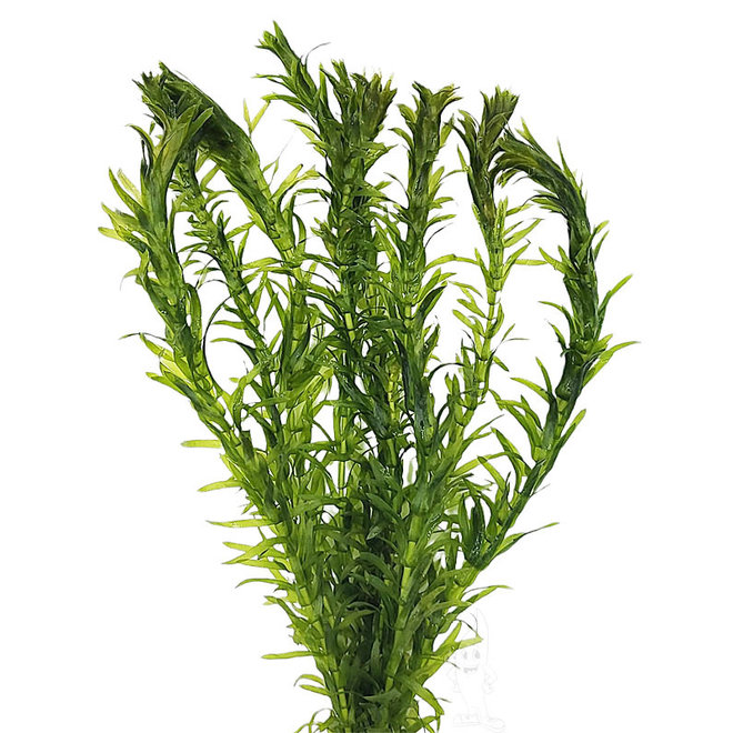 Elodea densa, waterpest (PlantExpress)