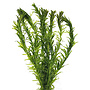 Elodea densa, waterpest (PlantExpress)