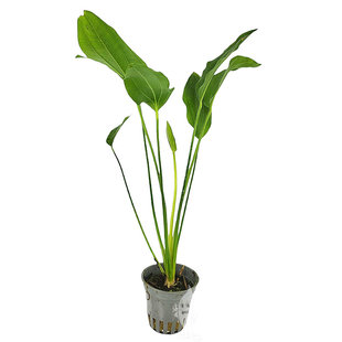 Echinodorus argentinensis