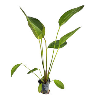Echinodorus hot pepper