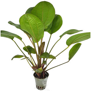 Echinodorus Reni