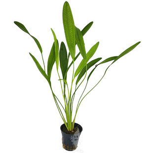 Echinodorus weronike