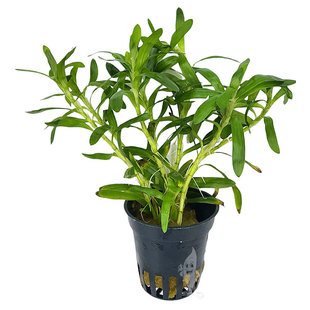 Heteranthera zosterifolia (sterrenkruid)