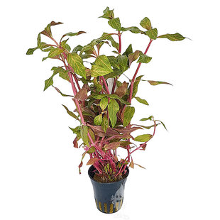 Alternanthera rosanervig