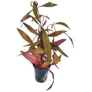 Alternanthera sessilis