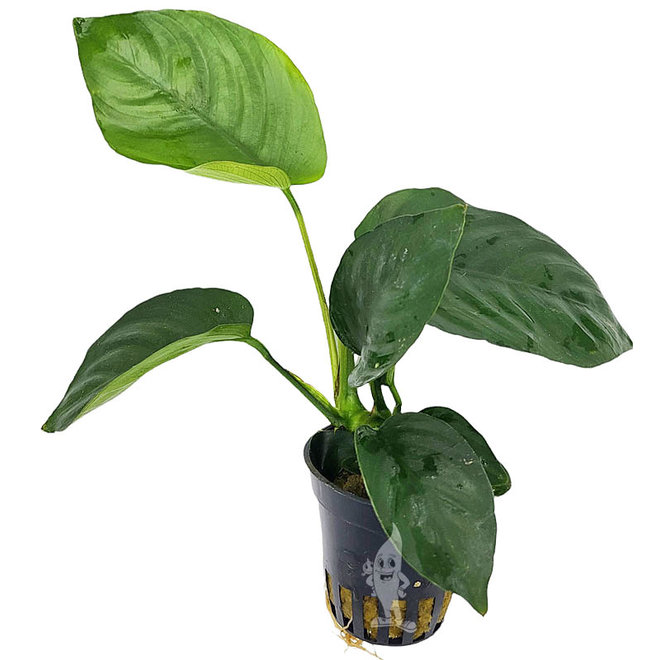 Anubias barteri