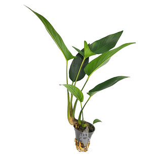 Anubias hastifolia