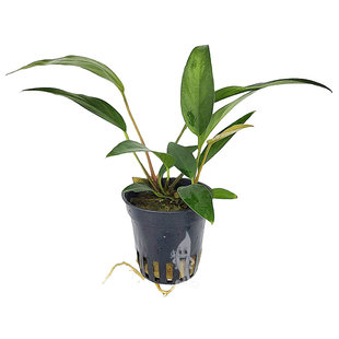 Anubias lanceolata