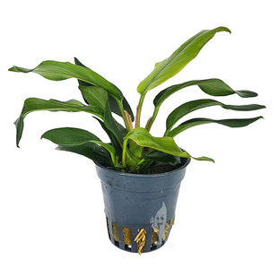 Anubias species
