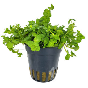 Bacopa australis