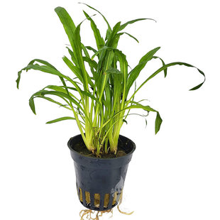 Cryptocoryne Costata