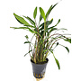 Cryptocoryne nevilii