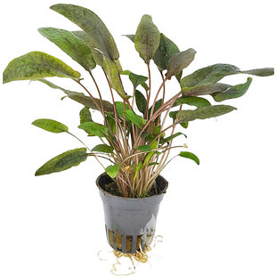 Cryptocoryne tropica