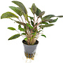Cryptocoryne tropica