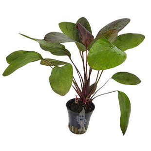 Echinodorus ozelot
