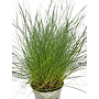 Eleocharis acicularis (Naaldgras)