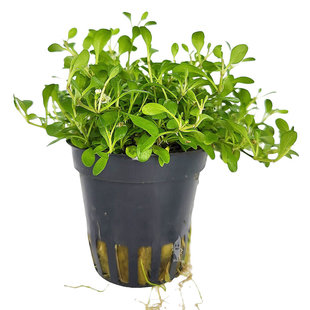 Glossostigma elatinoides