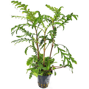Hygrophila pinnatifida