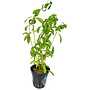 Hygrophila polysperma
