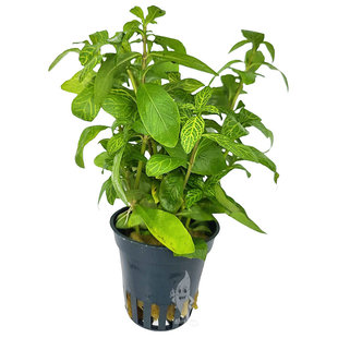 Hygrophila polysperma sunset