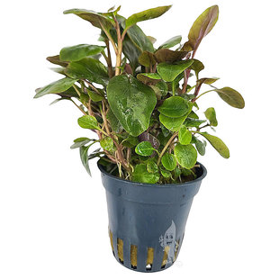 Lobelia cardinalis mini