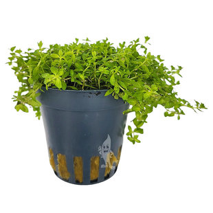 Micranthemum micranthemoides