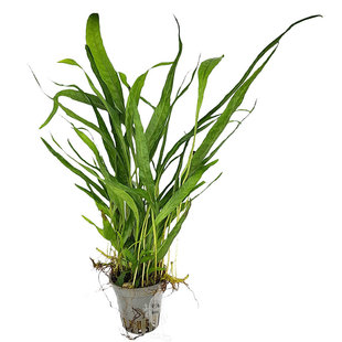 Microsorum pteropus (Javavaren)